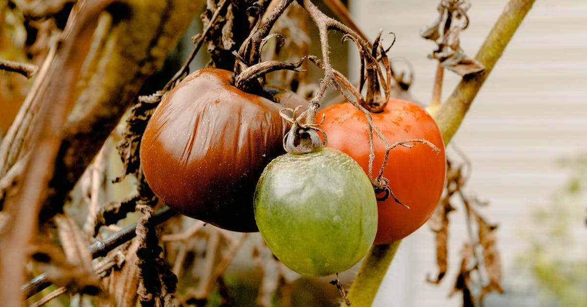 explorez l'impact du déclin du diesel sur l'environnement et l'économie, ainsi que les alternatives émergentes qui façonnent l'avenir de la mobilité durable.