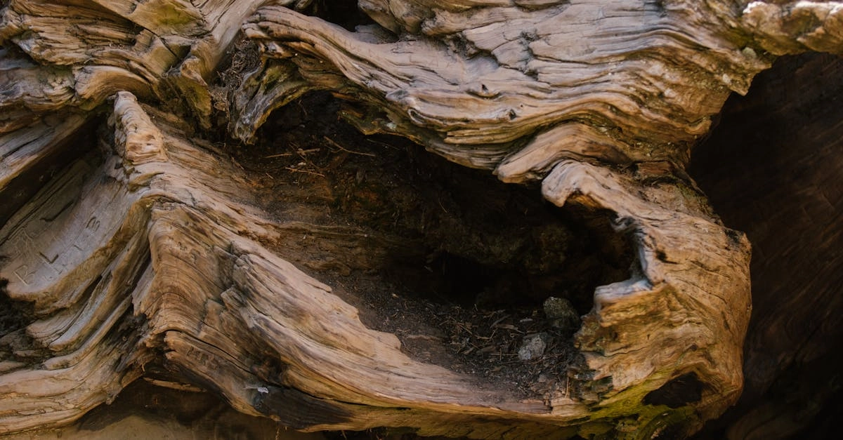 découvrez l'univers envoûtant des fragrances boisées, alliant des notes profondes et chaleureuses qui évoquent la nature et le mystère. parfait pour les amateurs de senteurs authentiques et raffinées.