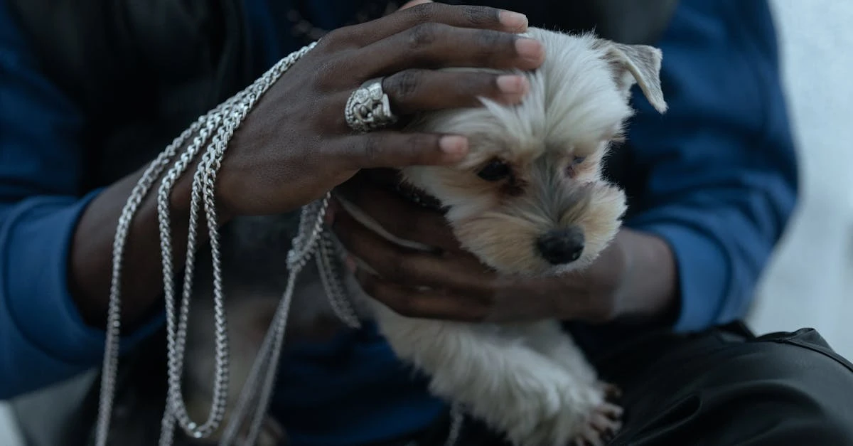 découvrez notre sélection d'accessoires de confort pour chiens : coussins moelleux, couvertures douces, paniers ergonomiques et jouets apaisants pour assurer le bien-être et la détente de votre compagnon à quatre pattes.