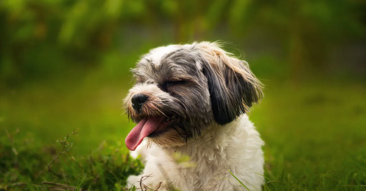 découvrez les inconvénients du shih tzu, une race de chien adorable mais avec quelques défis à connaître avant l'adoption.