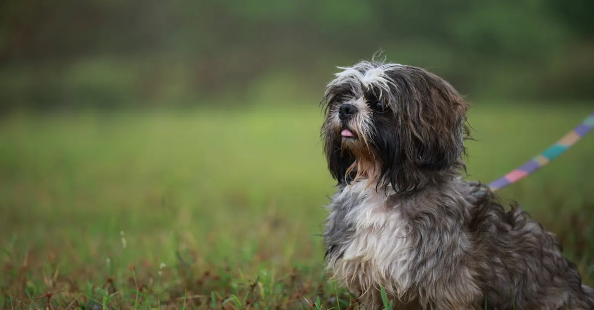 15 raisons de ne pas adopter un Shih Tzu : Quels inconvénients ?