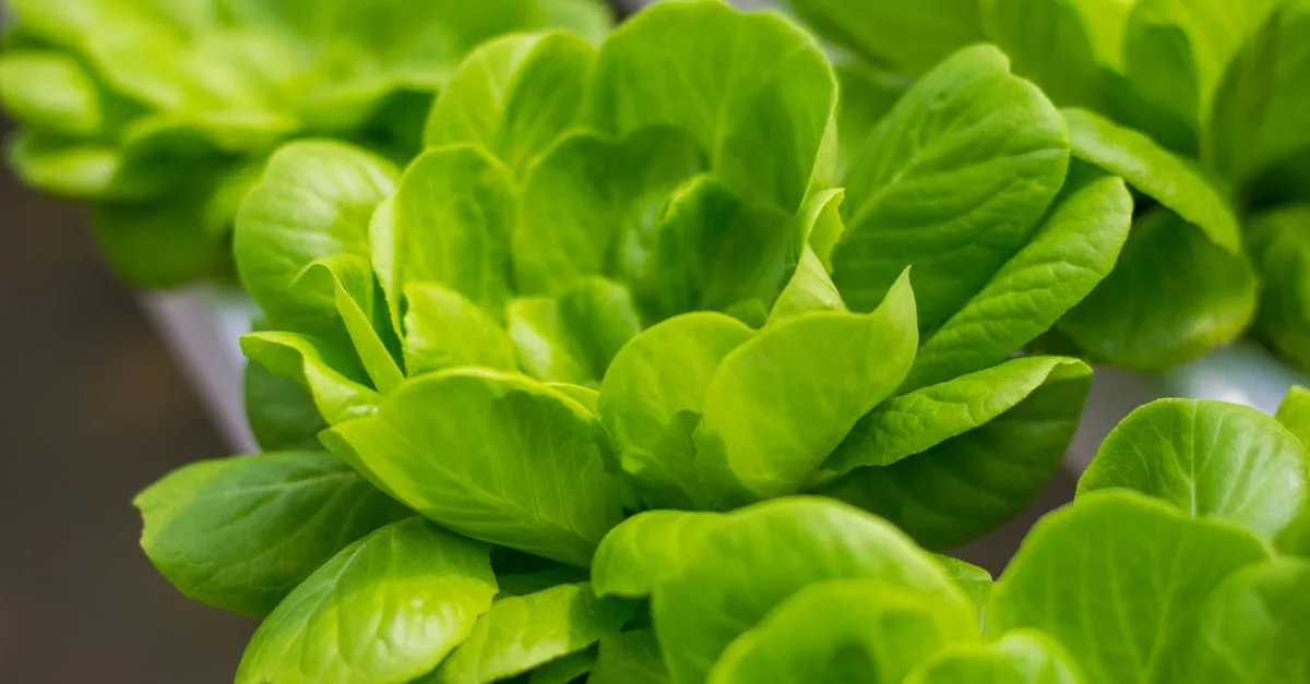 découvrez l'aquaponie, une méthode durable combinant culture hydroponique et élevage de poissons pour un jardinage écologique et productif.
