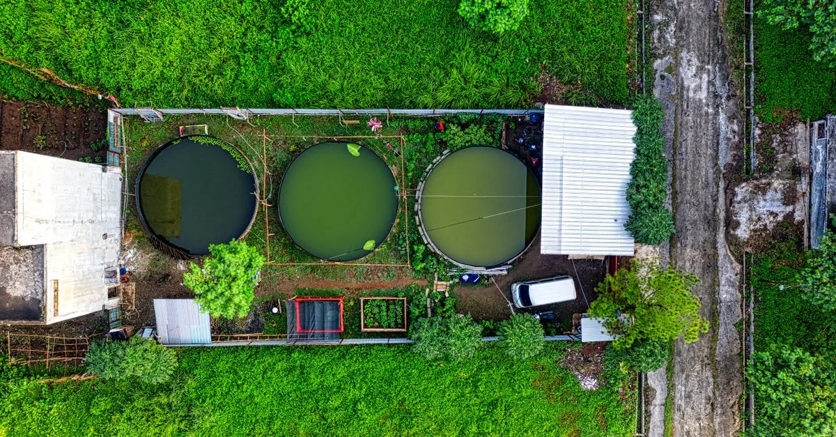 Comment optimiser la culture combinée de poissons et plantes pour un potager performant