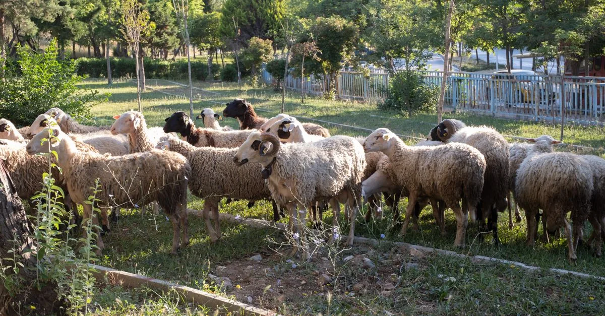 Découvrez La ferme des grands champs : un modèle écologique et novateur