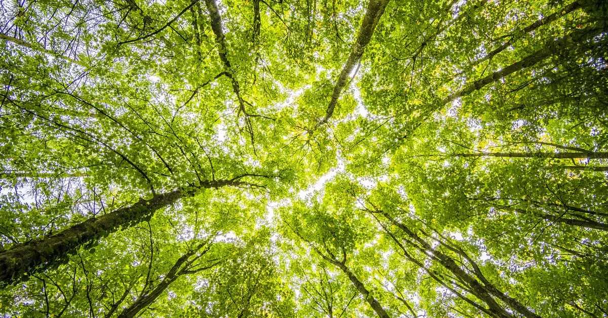 découvrez les réglementations environnementales : normes et lois visant à protéger la nature, réduire la pollution et promouvoir le développement durable.