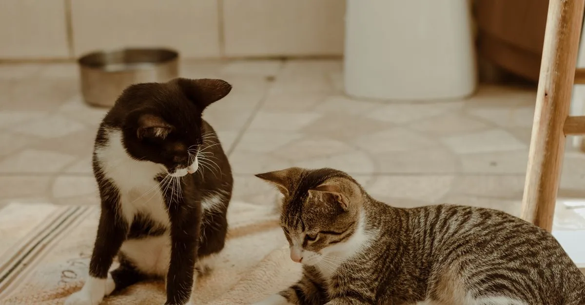 découvrez nos conseils pratiques pour une coexistence harmonieuse avec votre chat, favorisant bien-être et complicité au quotidien.