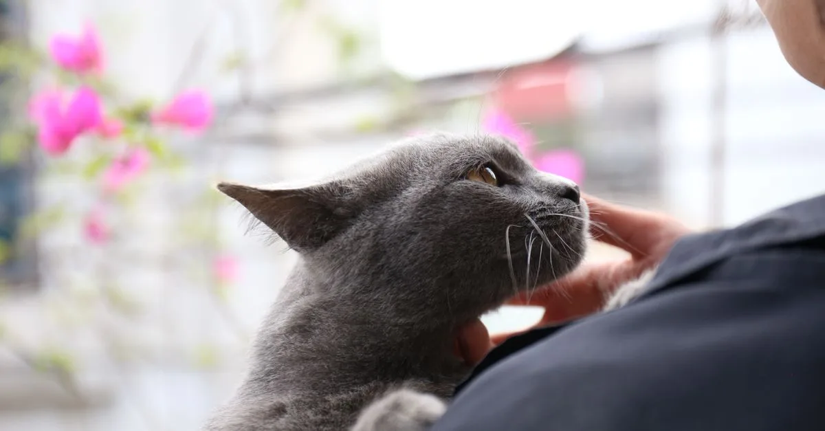 Conseils et astuces pour une cohabitation harmonieuse avec votre chat