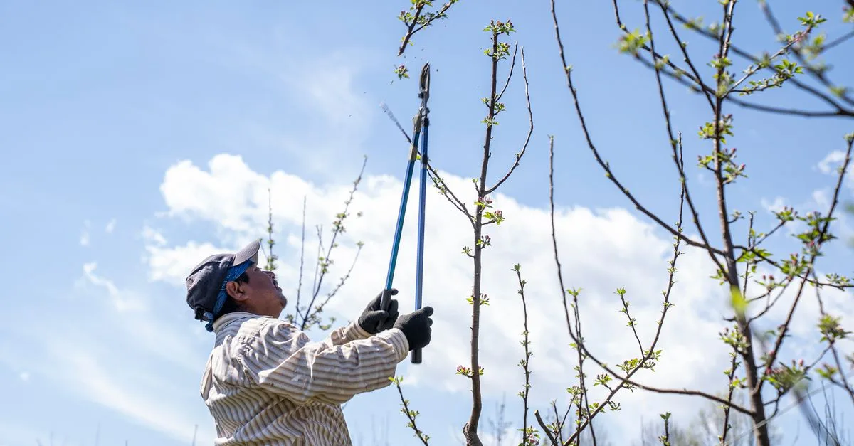 apprenez les techniques essentielles de la taille des plantes pour favoriser leur croissance, améliorer leur santé et augmenter leur rendement.