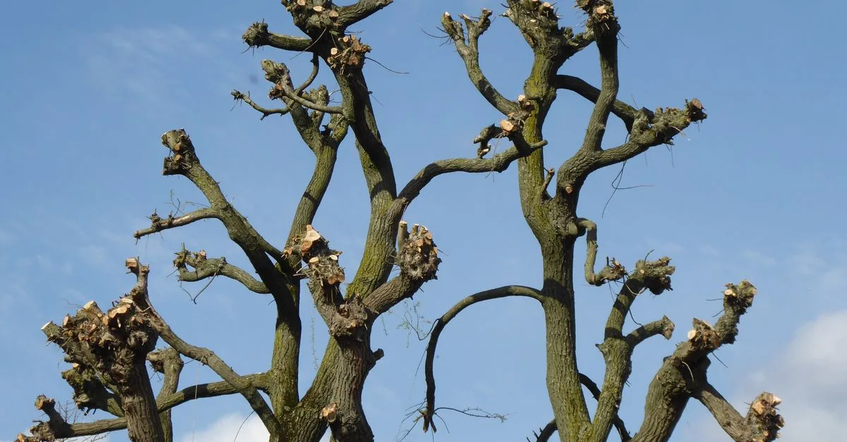 découvrez les meilleures techniques d'élagage pour entretenir vos arbres et arbustes, favoriser leur santé et assurer une croissance optimale.